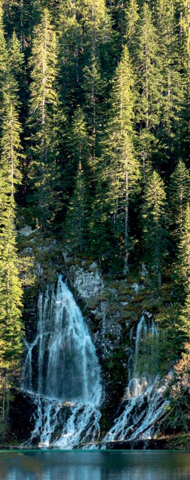 foret2