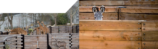 zoo-vincennes